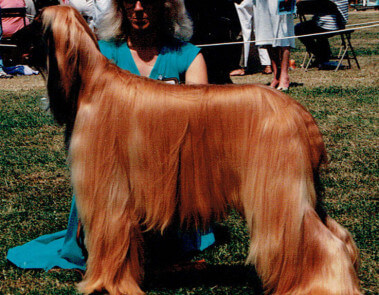 Ch Gilari Goldstrike JW