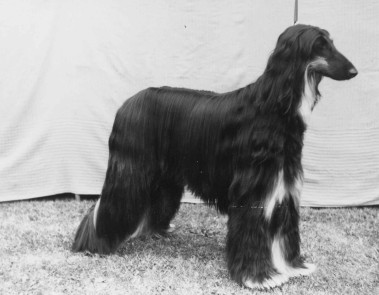 Sana's Bewitching Star of Gilari JW