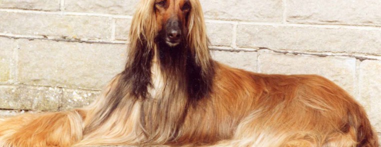 Katree Miss Otis at Gilari