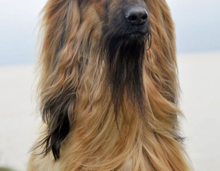 Ch Gilari Handsome Devil JW