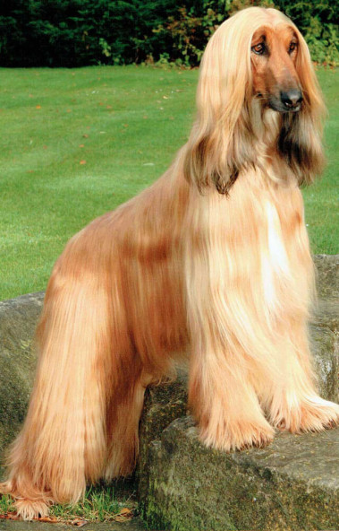 Ch Gilari Take That JW