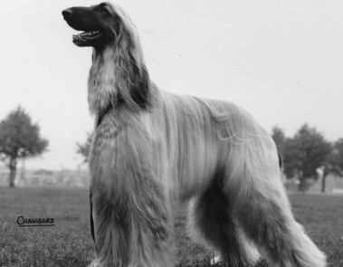 Sana’s Moon Wizard of Gilari JW