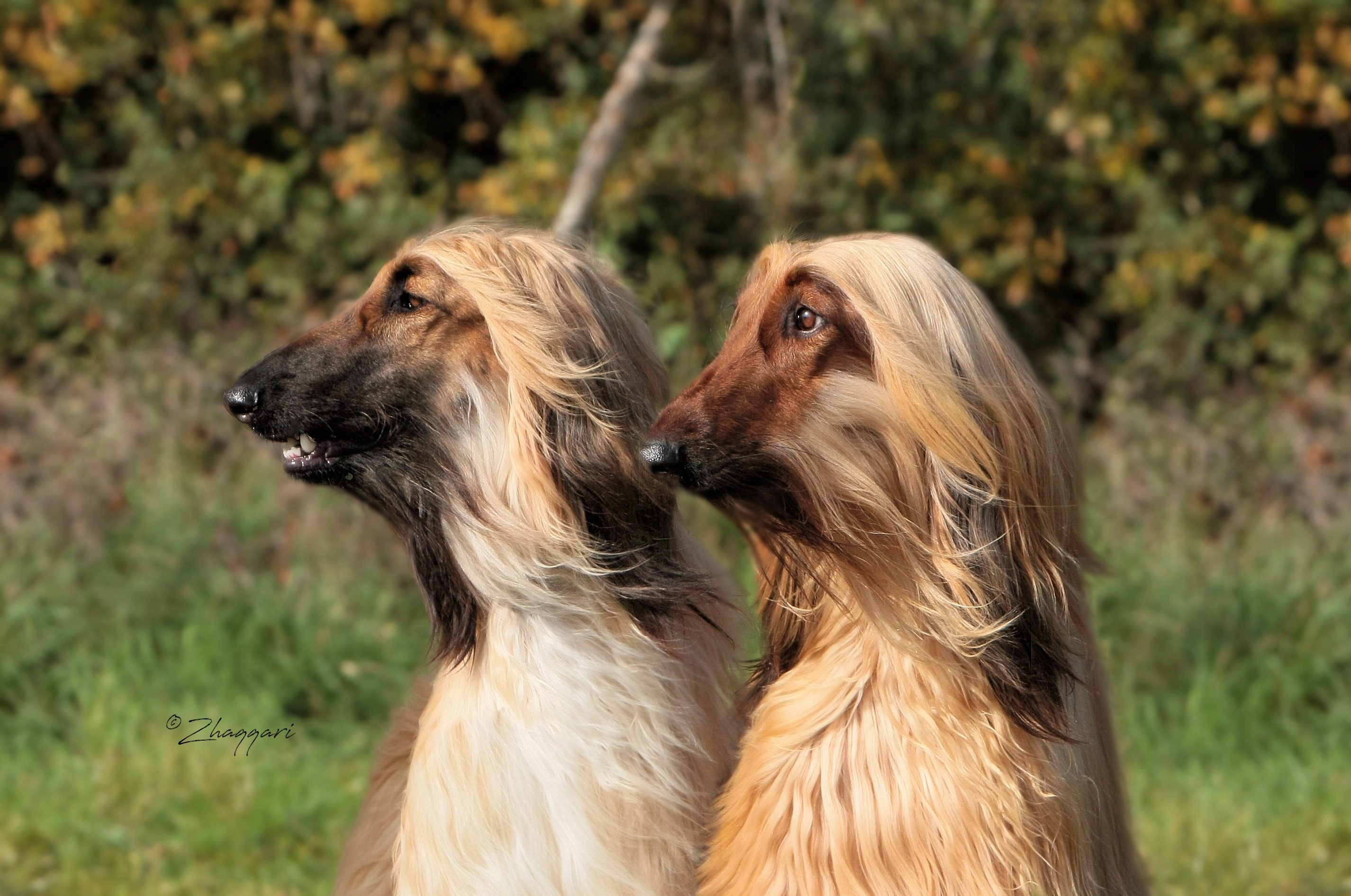 Gilari Afghans UK breeder of Afghan Hounds » New puppies