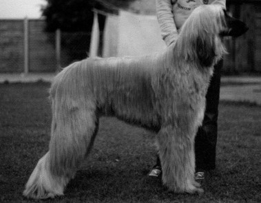 Gilari Wicked Wizard JW