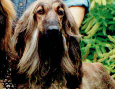 Melleck Isadora of Gilari