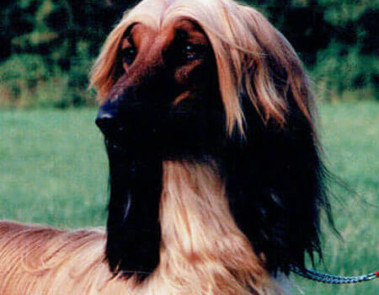 Rhazmakh Medeia of Gilari